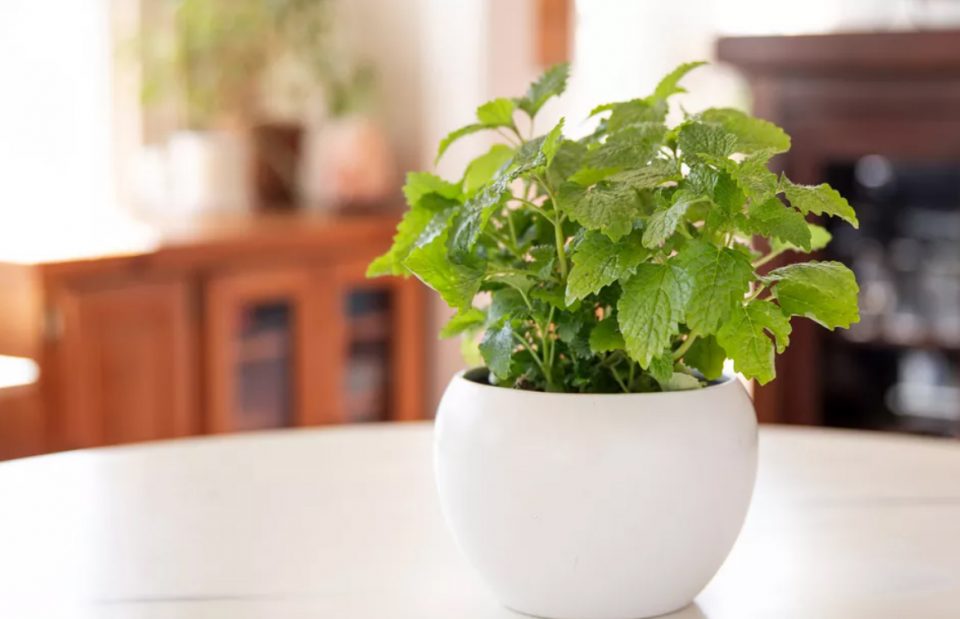 Como cultivar chá? Os melhores para plantar em casa ou apartamento