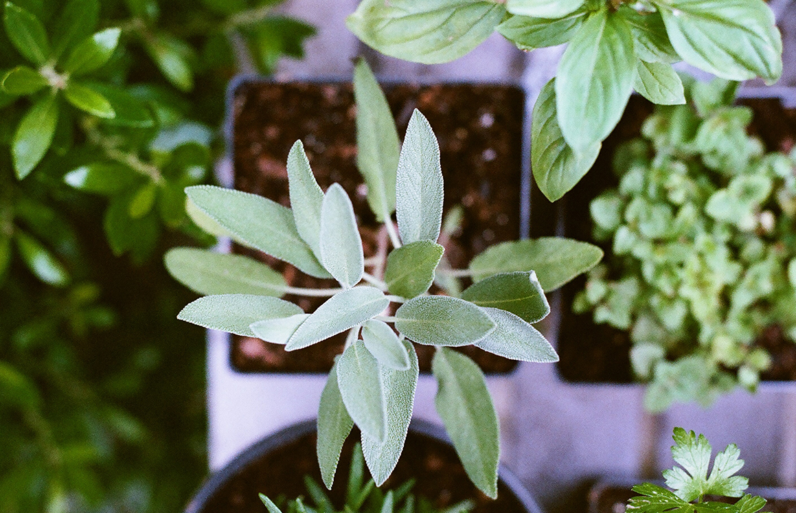 Como cultivar ch Os melhores para plantar em casa ou apartamento